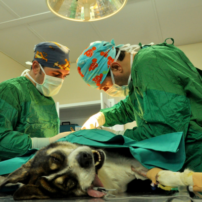 Wound Repair and Soft Tissue Surgery: Helping Pets Heal Safely