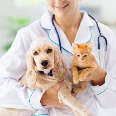 How to Adjust Routine Care for Aging Dogs and Cats